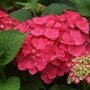 boerenhortensia rood